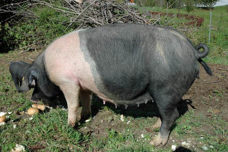 Breja Krškopoljska Svinja